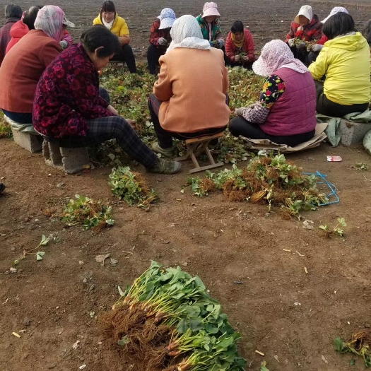 泰安甜宝草莓苗 地栽苗 20~30公分