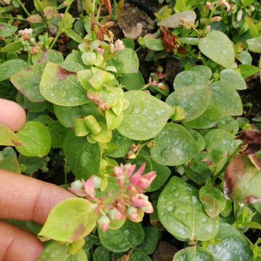 泰安蓝莓组培苗 莱克西，薄雾组培脱毒2年篮莓苗