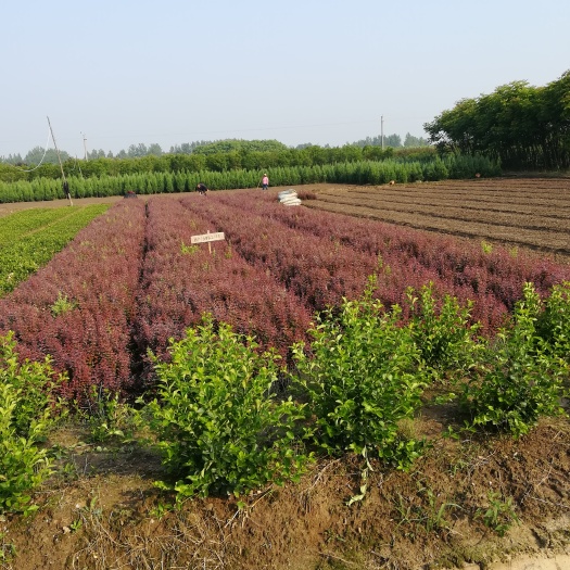 红叶小檗 二年移栽老苗，三十到五十公分，量大质量保证。