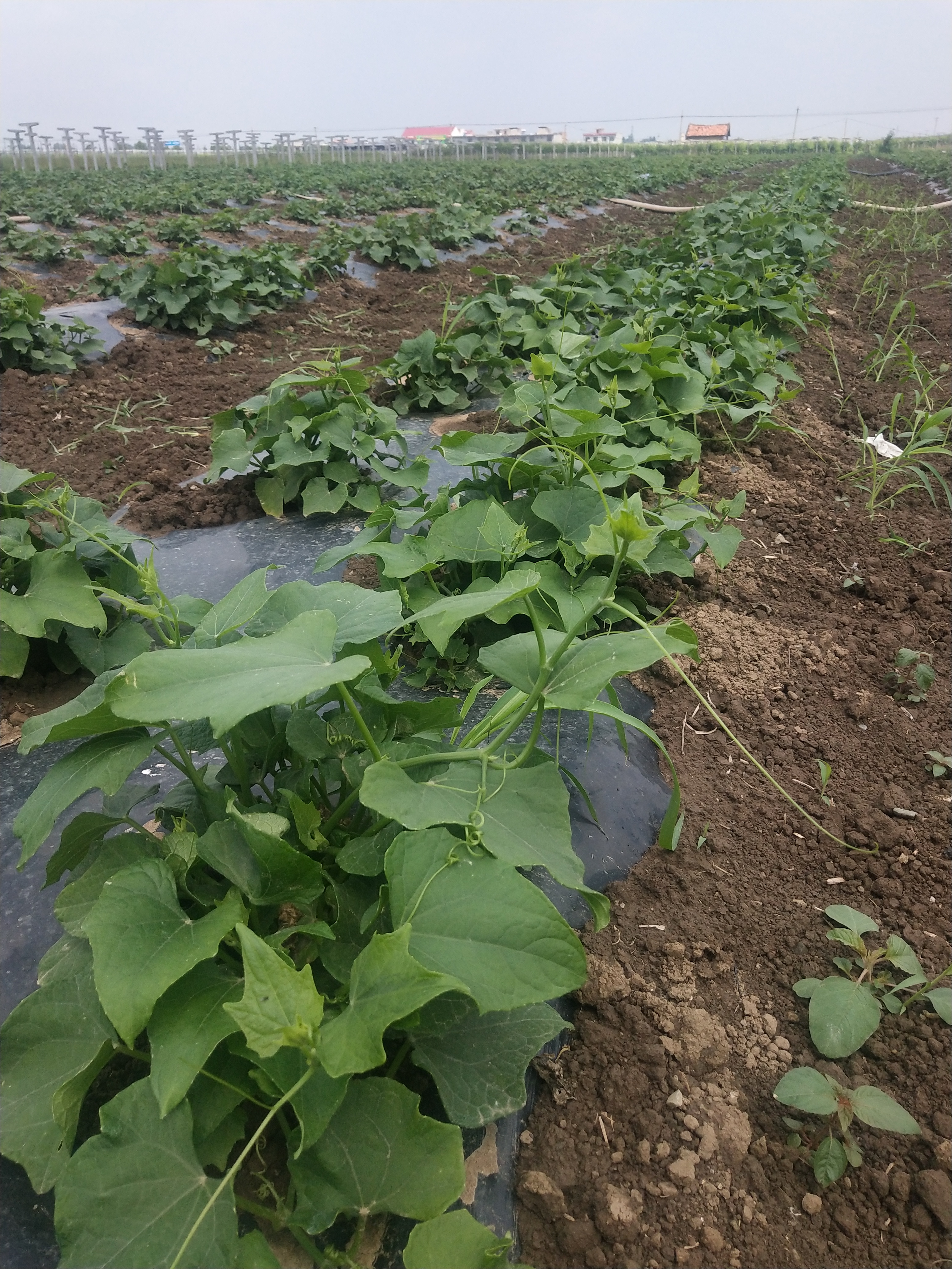 佛手瓜藤尖 袋装 露天