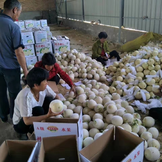 蒲城县白沙蜜甜瓜 1斤以上