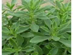 济南救心菜种苗  养心菜种苗基地批发价格 养心菜种子