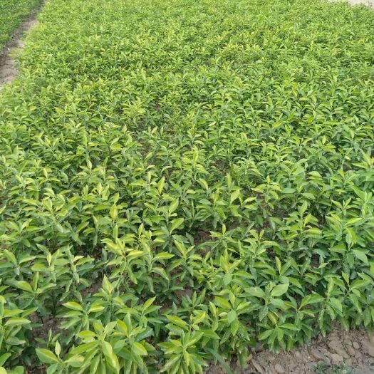 简阳市香橙苗 种子 0.5米以下