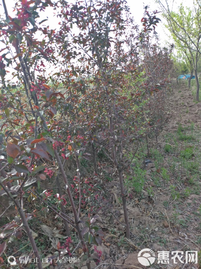 出售红宝石海棠树，定植苗，基地直供，现场看树。