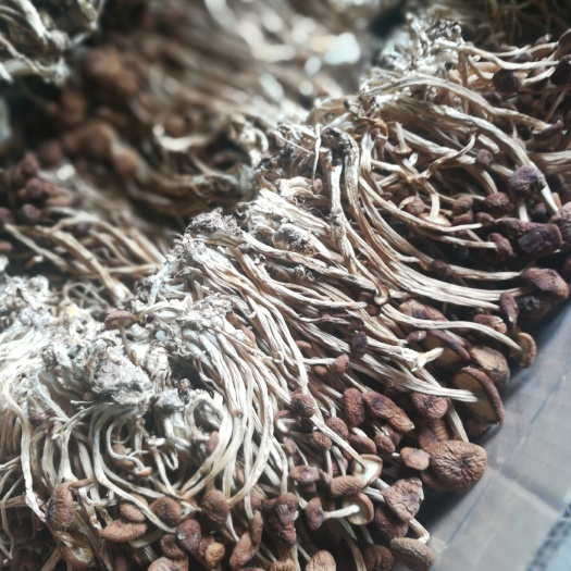 广昌县广昌4号茶树菇 6~8cm 已开伞 干茶树菇 