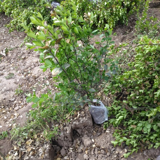 大量出售胶东卫矛，分枝多，冠副大，基地直供，支持现场看苗，