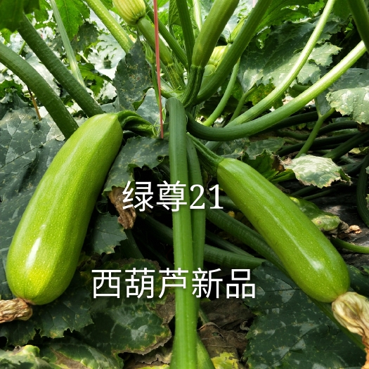 寿光市西葫芦种子