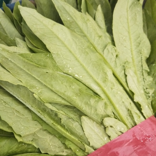 邯郸青香油麦菜 20~25cm以上 