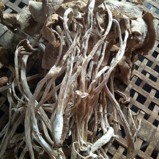 屏南县开伞茶树菇