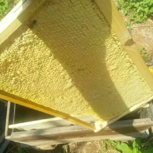蒙自市土蜂蜜 塑料瓶装  2年以上
