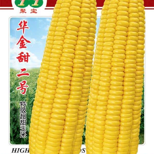 玉米种子 