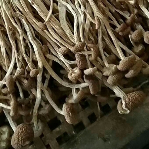 屏南县古田特产茶树菇
