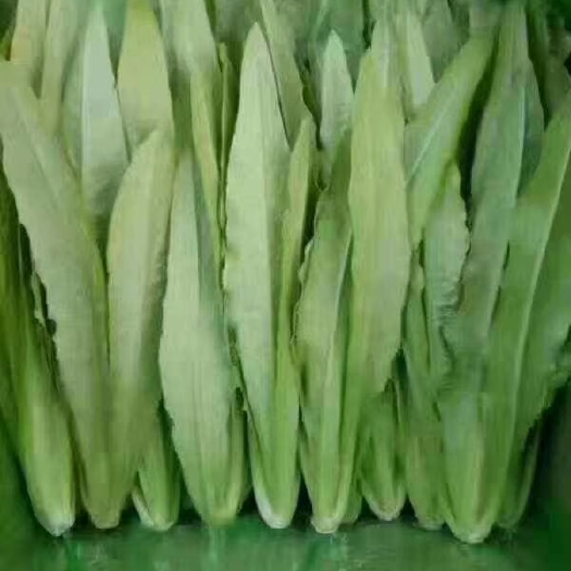 邯郸美冠油麦菜 25~30cm