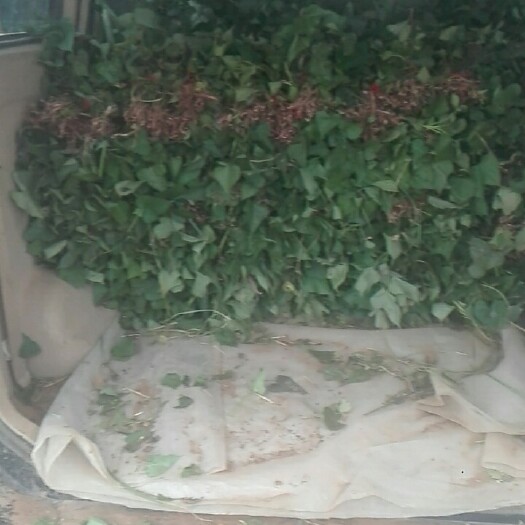 禹州市商薯19红薯苗 15~25cm
