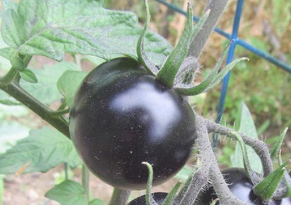 黑番茄 种子