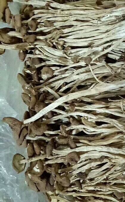 福建古田特产没开伞茶树菇