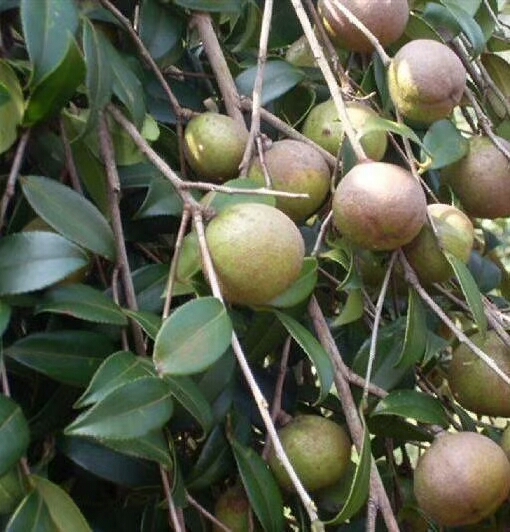 柳州现榨山茶油 2L