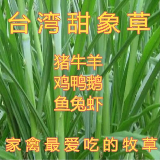 沭阳县甜象草种子 多年生四季高产牧草种子畜牧养殖牛羊兔鱼黑麦草