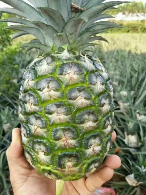 地菠蘿苗鳳梨16號(hào)甜蜜蜜包郵發(fā)貨