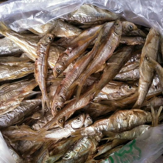 会同县鲫鱼干 清水江电站小鱼干