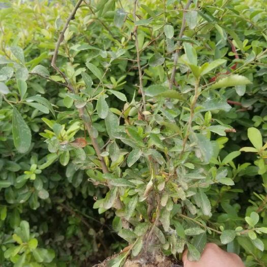 沭阳县火棘盆栽