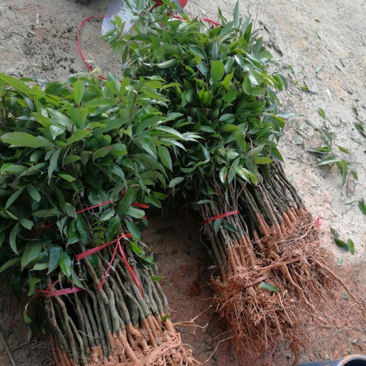 灵山县无核荔枝苗