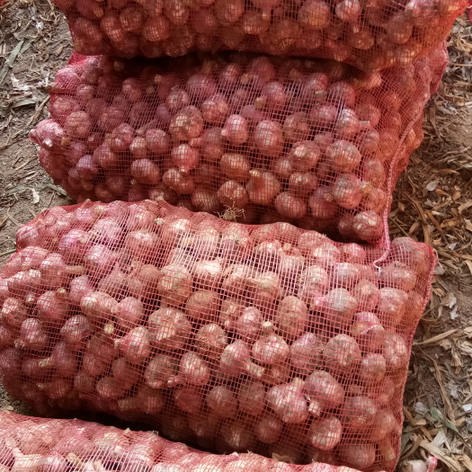 中牟县红皮蒜 河南省郑州市中牟县 5.5-6.0cm 新蒜 库外蒜 鲜蒜