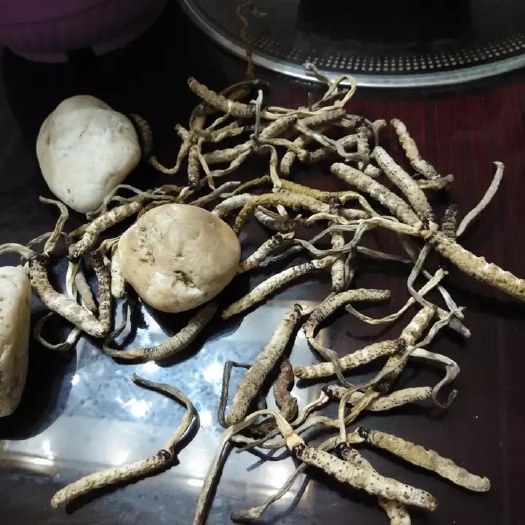 瓮安县冬虫夏草