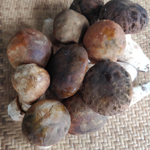 思茅 云南大山天然美味牛肝菌，今年新上市