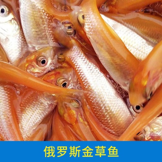 佛山金草鱼苗 