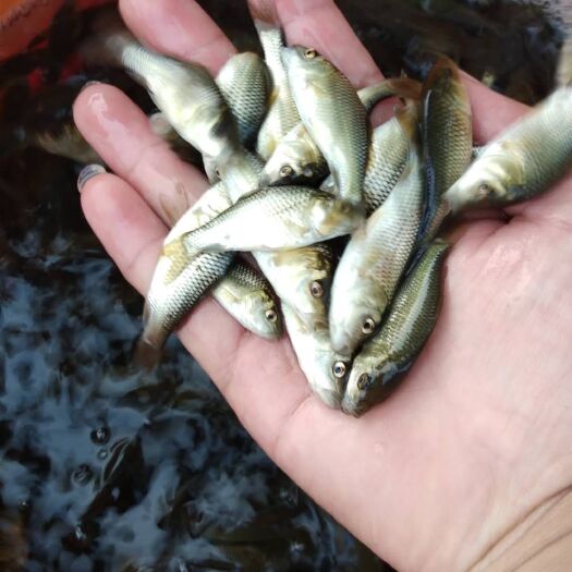 昆明鸭嘴鱼苗 