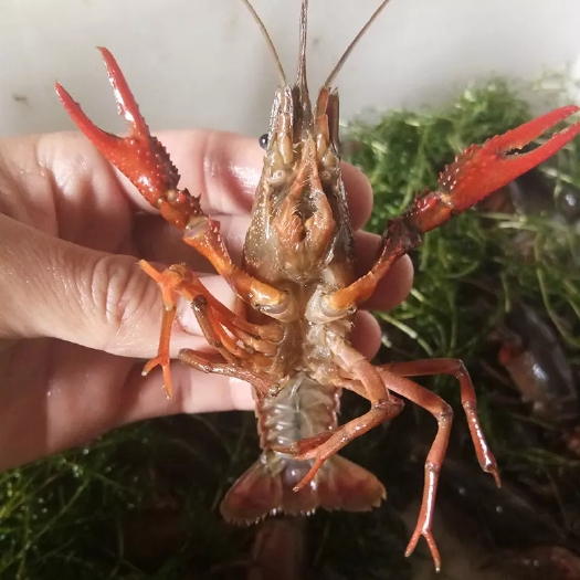 潜江市潜江小龙虾 2.5-4.2钱  清水养殖 基地直供 餐饮精