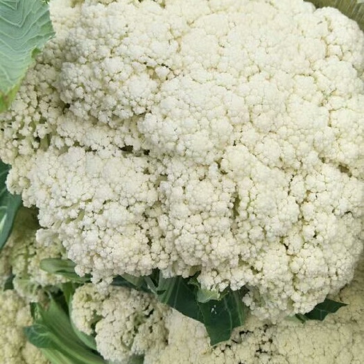 徐州白面青梗松花菜 适中 1~2斤