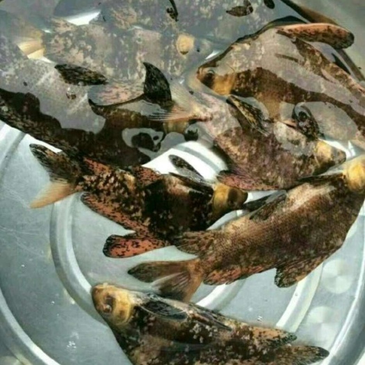 石阡县鲢鱼苗