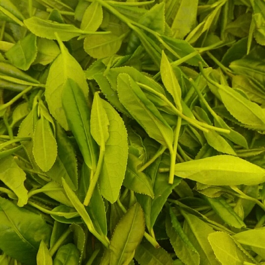 商南县陕南绿茶 散装 二级 