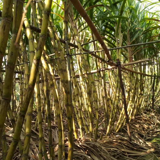 赣州 黄皮果蔗