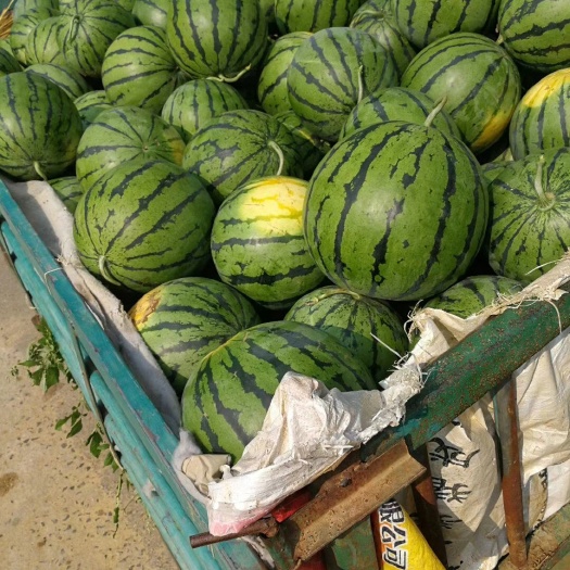 大荔县 陕西京欣西瓜甜王西瓜批发