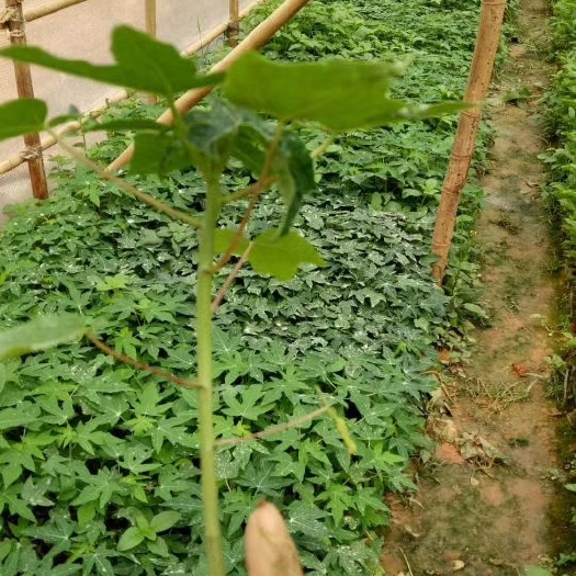 灵山县红心木瓜苗 