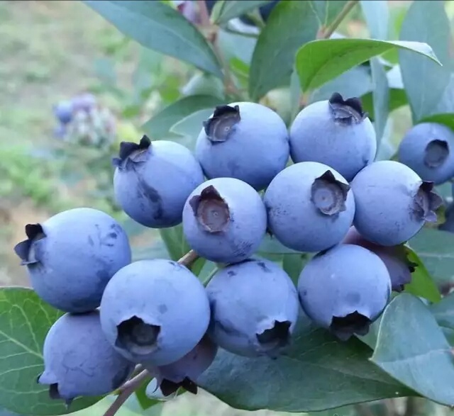 蓝丰蓝莓 鲜果 10 - 12mm以上