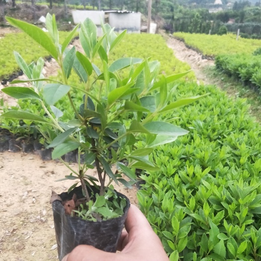 漳浦县毛杜鹃大杯苗高20-30公分