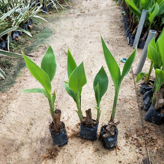 漳浦县大花美人蕉  美人蕉，红花美人蕉，黄花美人蕉