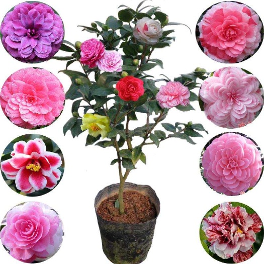 灵山县五彩茶花  五彩赤丹 30~50cm