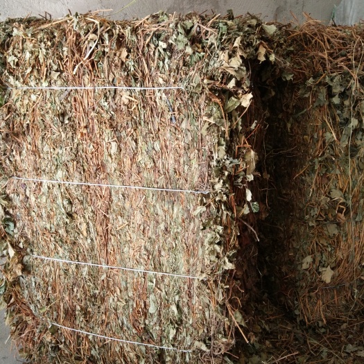 重庆市 鱼腥草 产地直销 大货 干货