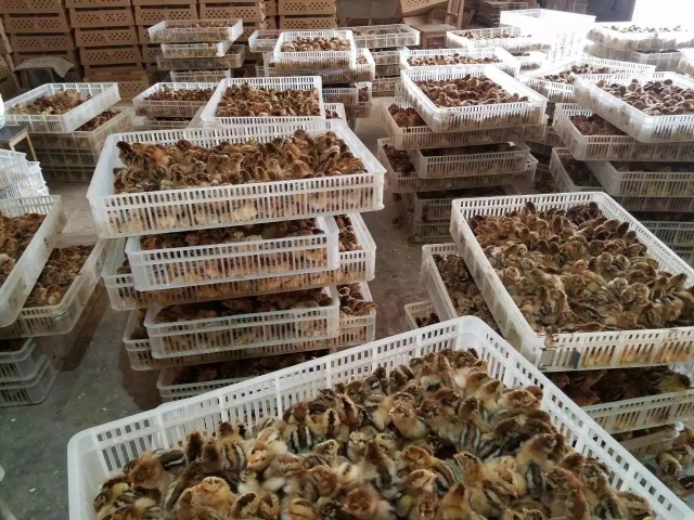 咸阳青脚麻鸡苗