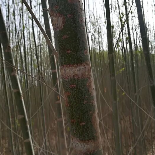 玉门市旱柳