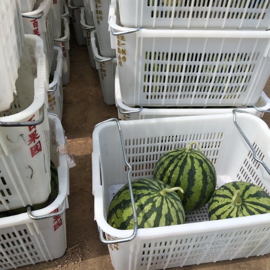美都西瓜 百果园认准的麒麟西瓜