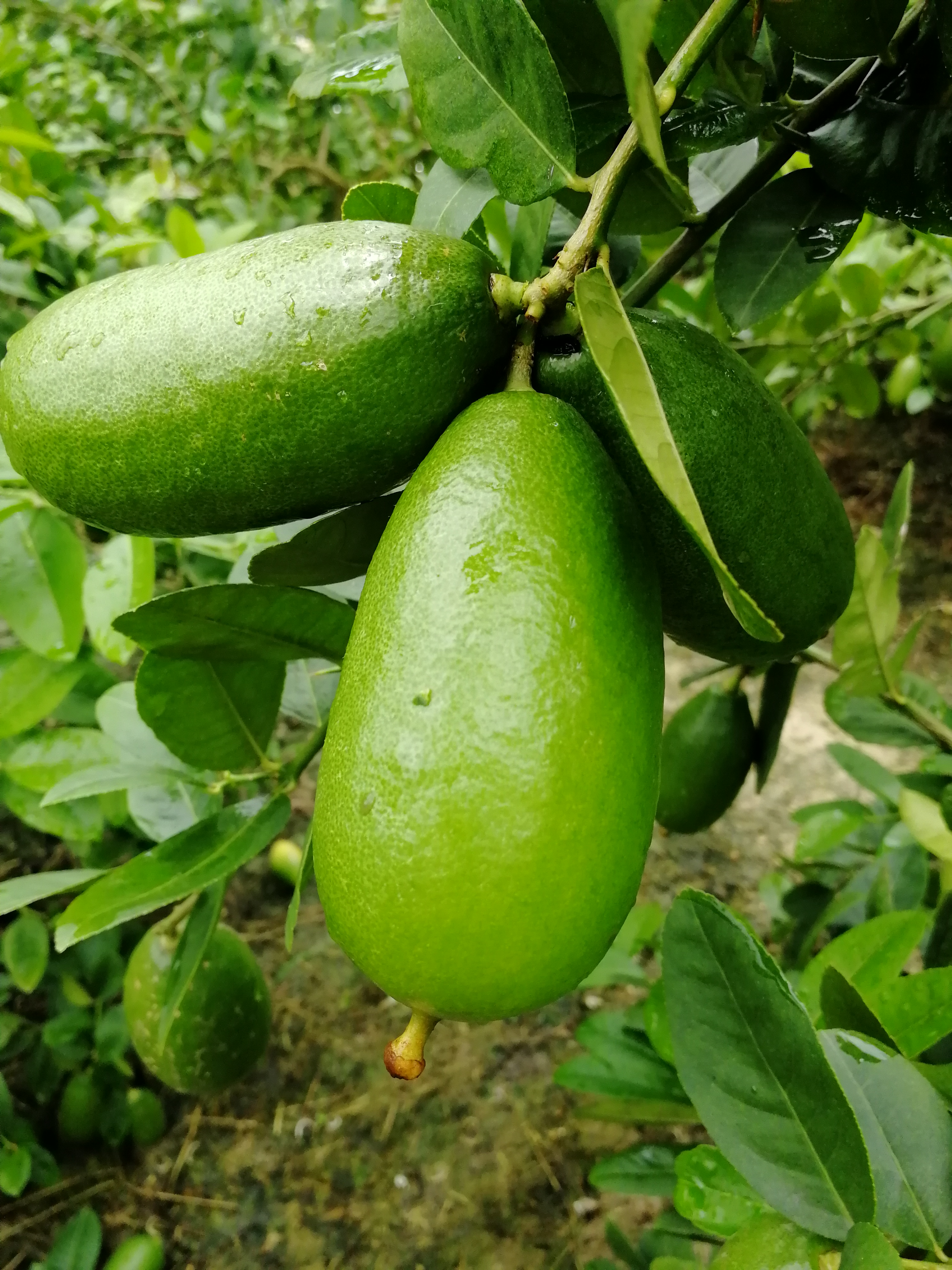 香水柠檬 3.3 - 4.5两 