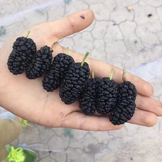 泊头市黑珍珠桑葚 2 - 3cm