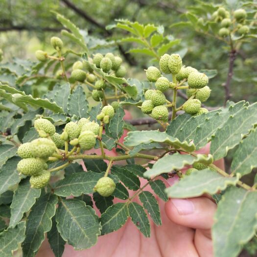 资中县无刺花椒苗 