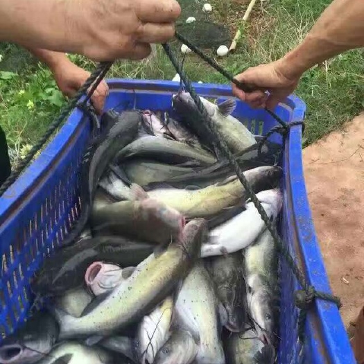 眉山叉尾鮰鱼苗 